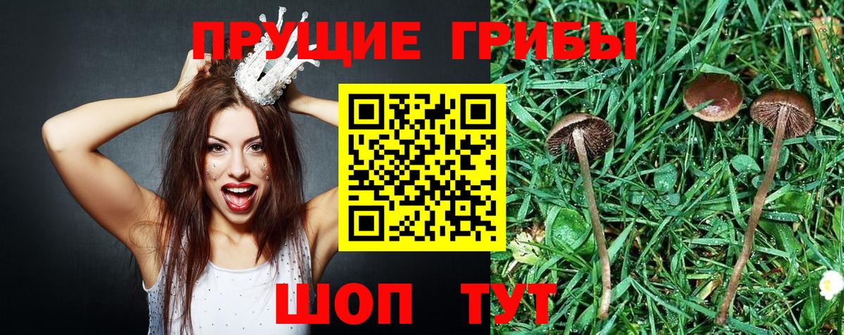 Псилоцибиновые грибы Psilocybe Кохма